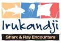 Irukandji Shark & Ray Encounters